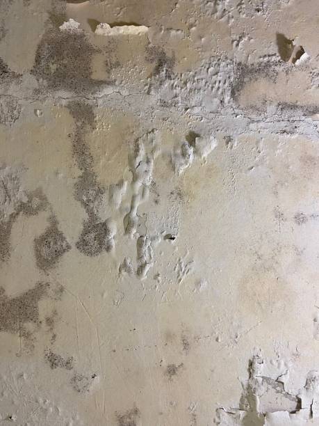 Crawl Space Mold Removal in Pine Lake Park, NJ