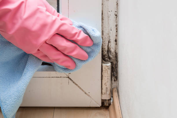 Best Attic Mold Removal  in Pine Lake Park, NJ